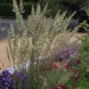 Calamagrostis brachytricha - Image 6
