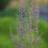 Calamagrostis brachytricha - Image 9