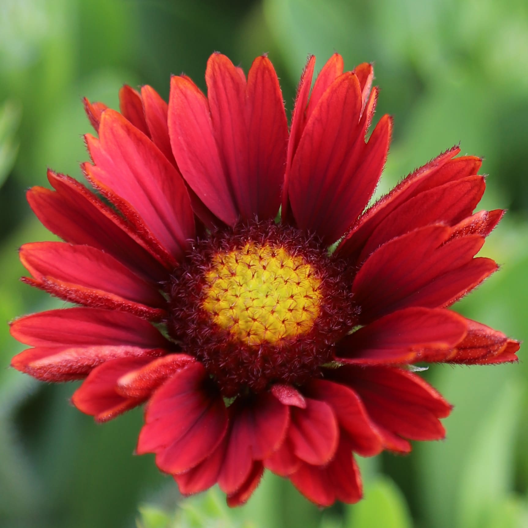 Gaillardia aristata 'Mesa Red'