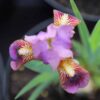Iris Little Rosy Wings