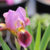 Iris Little Rosy Wings - Image 8