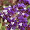 Limonium perezii