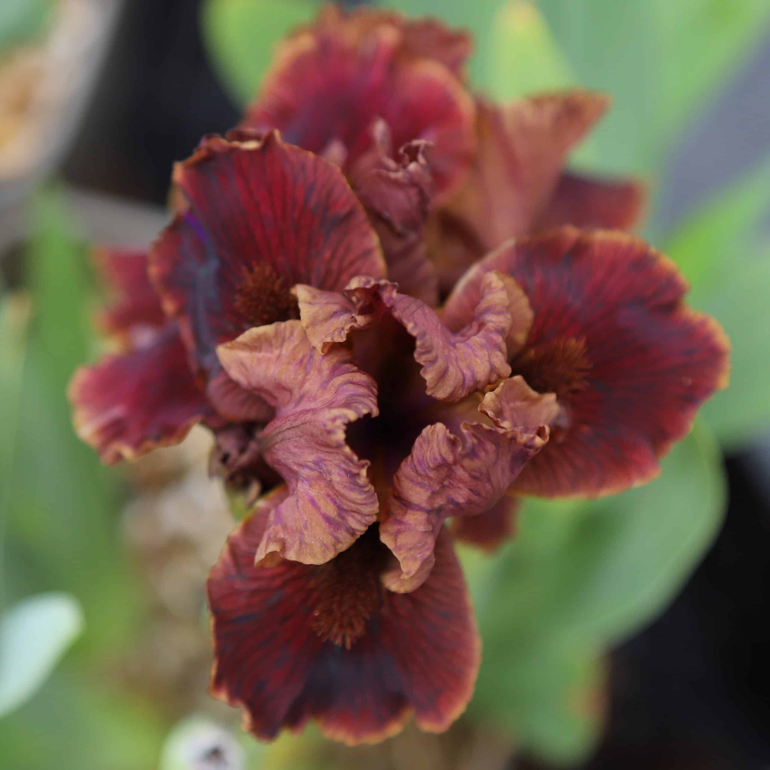 Iris Death by Chocolate - Image 4