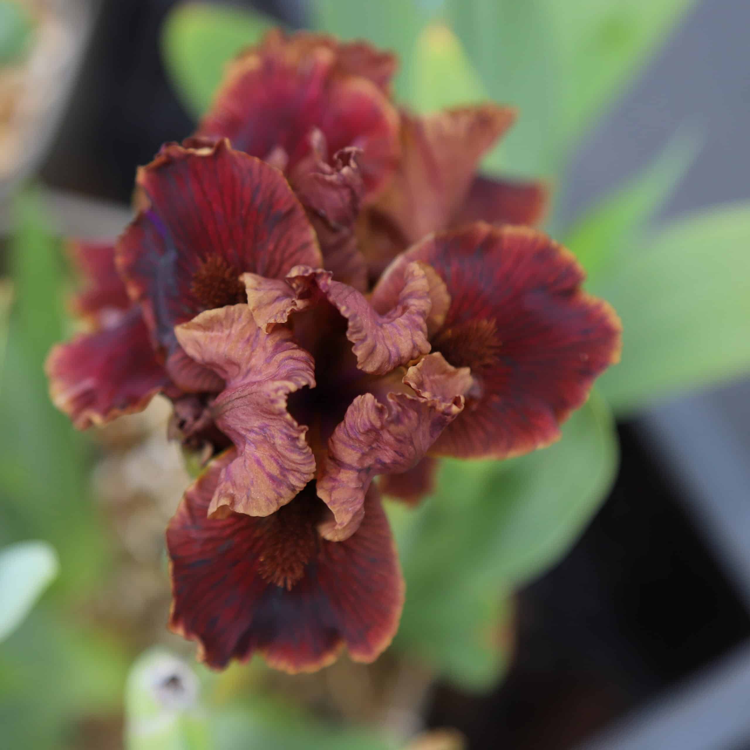 Iris Death by Chocolate - Image 6