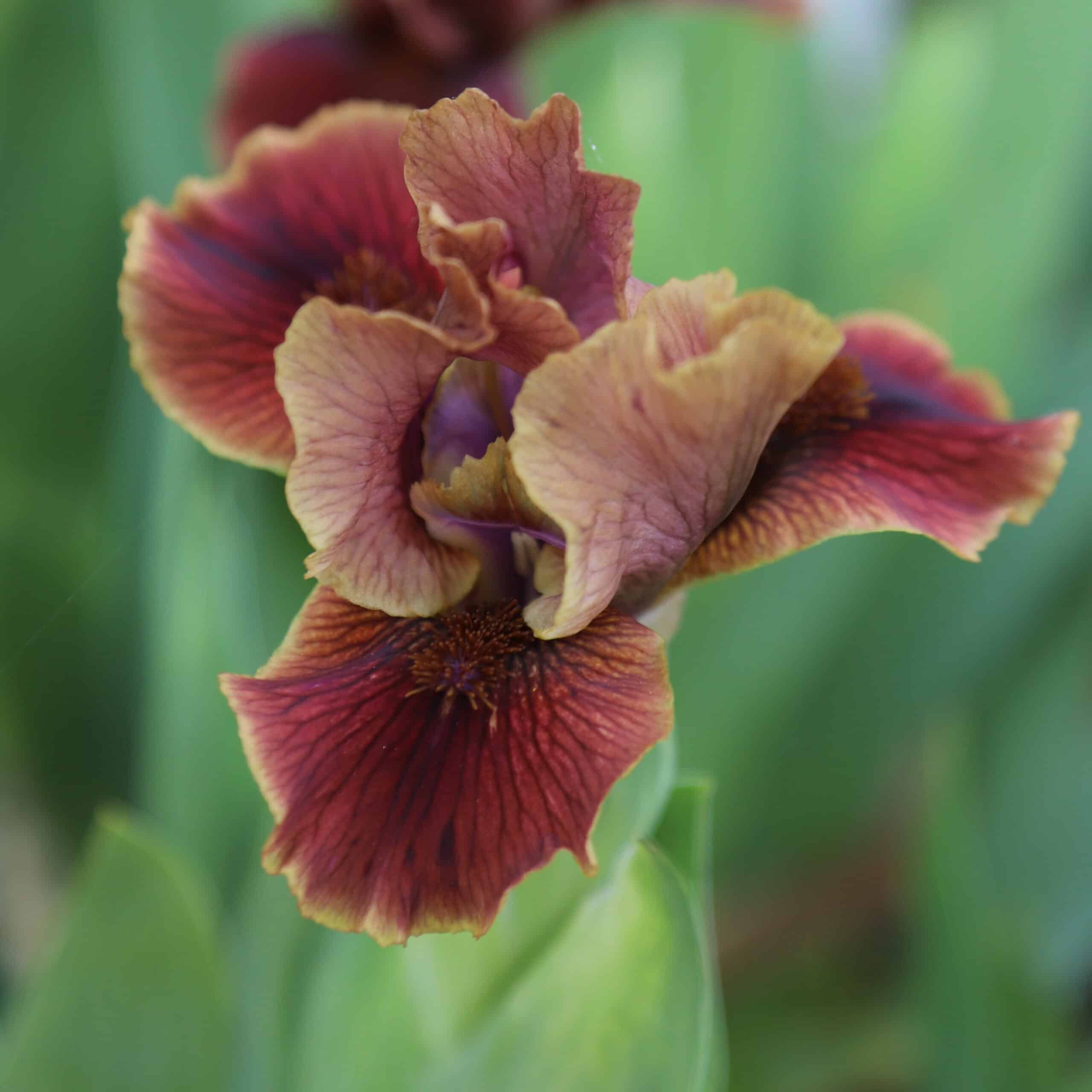 Iris Death by Chocolate - Image 5