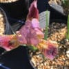 Iris Little Rosy Wings - Image 5