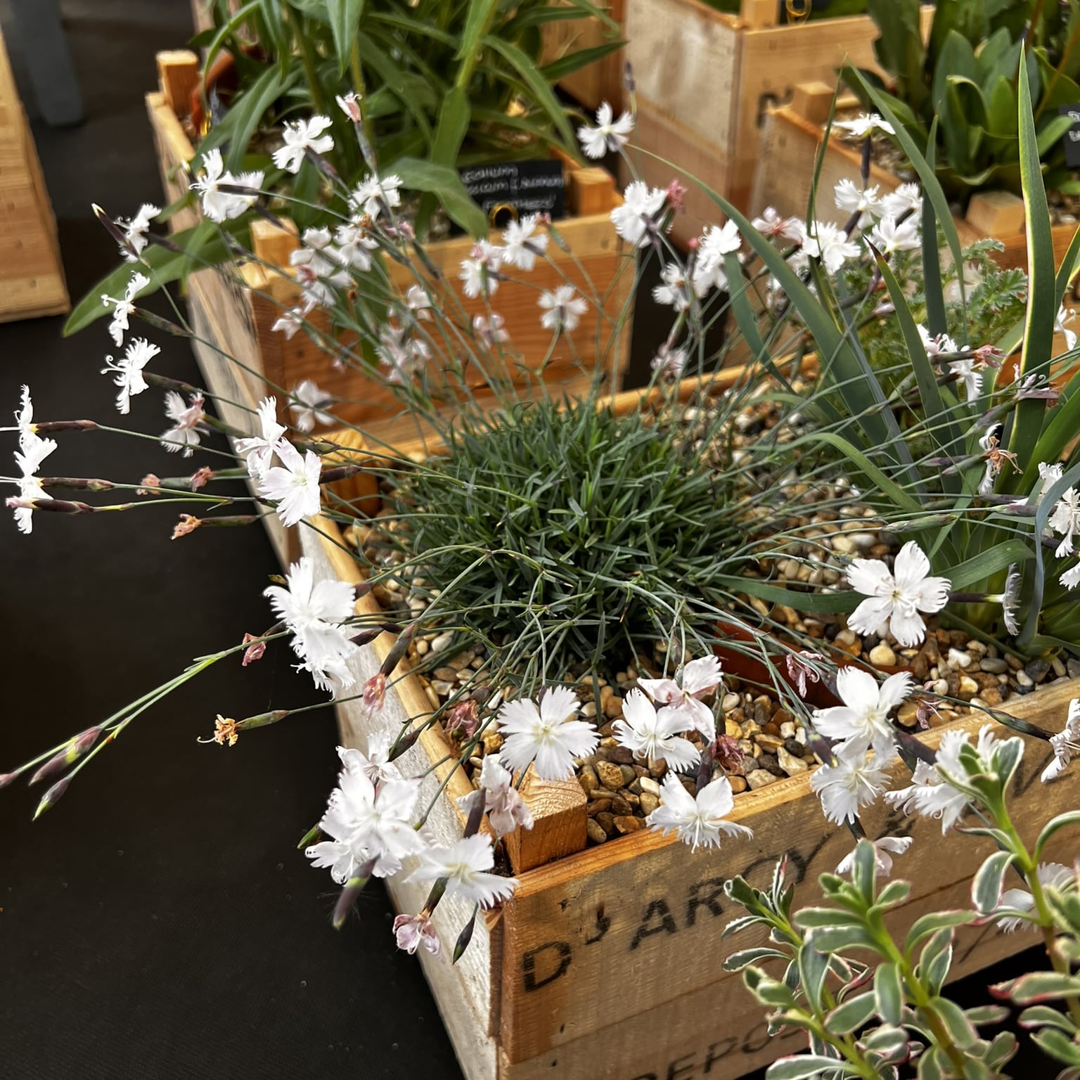 Dianthus 'April Showers' - Image 3