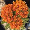 Asclepias tuberosa