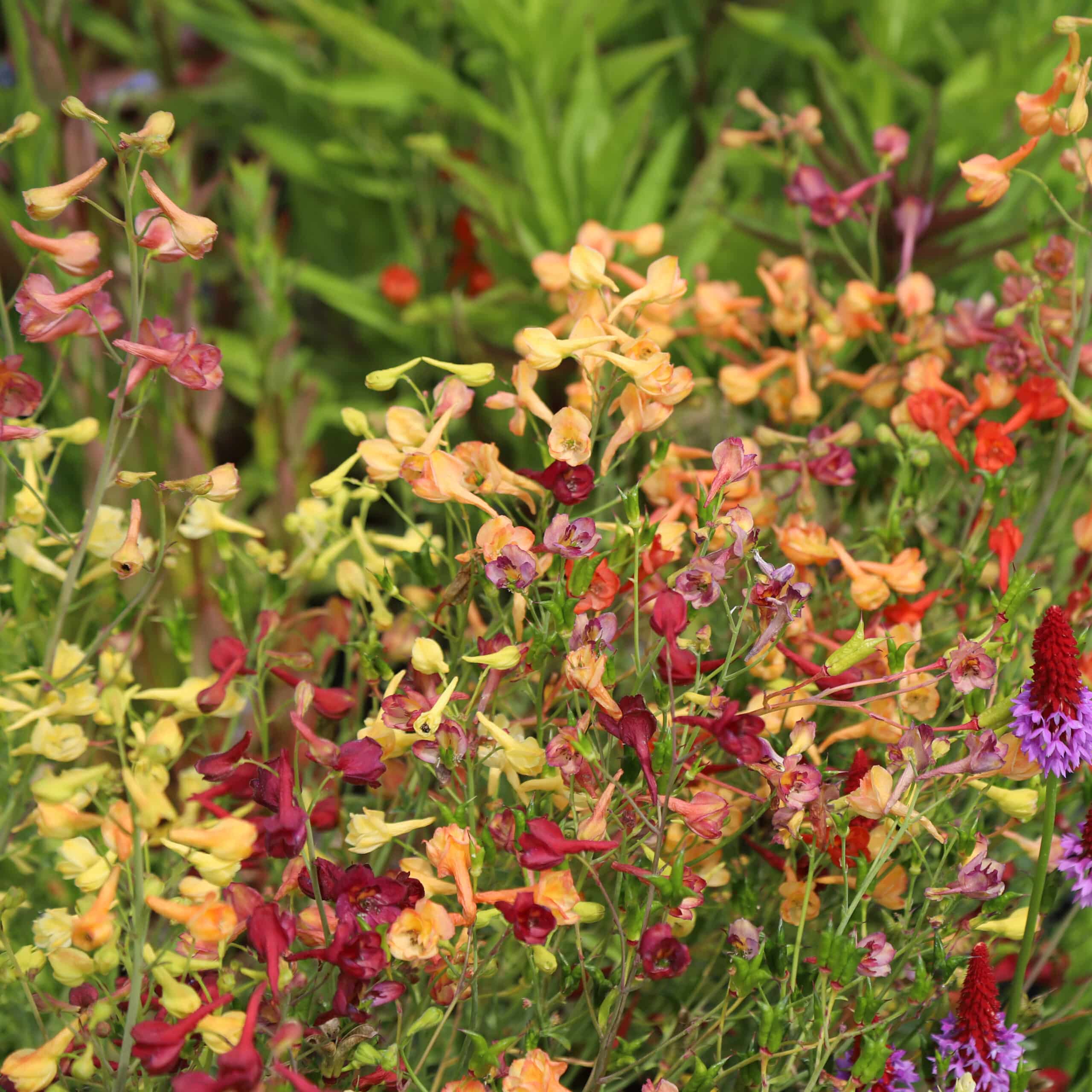 Delphinium Nudicaule D'Arcy Hybrids - Image 26
