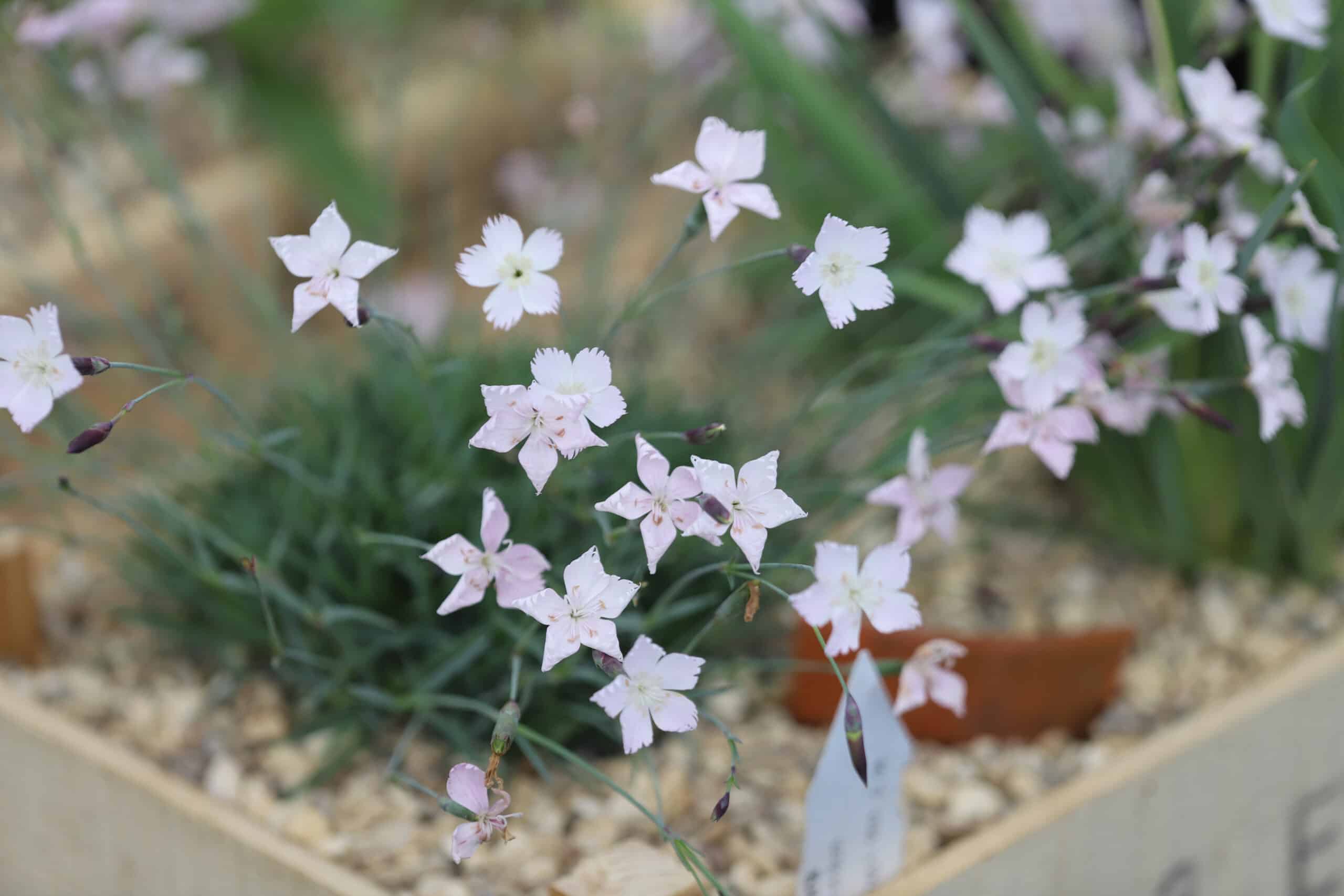 Dianthus 'April Showers' - Image 4
