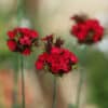 Dianthus cruentus