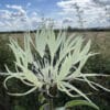 Centaurea cheiranthifolia - Image 2