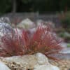 Eragrostis Spectabilis - Image 5