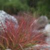 Eragrostis Spectabilis