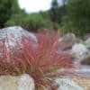 Eragrostis Spectabilis - Image 3