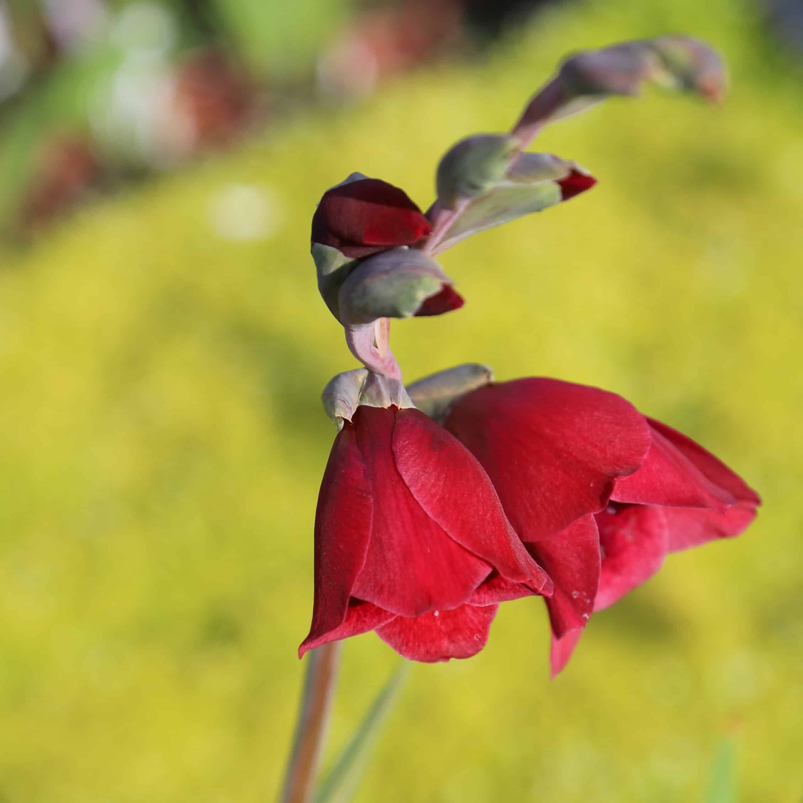 Gladiolus Papilio Ruby - Image 9