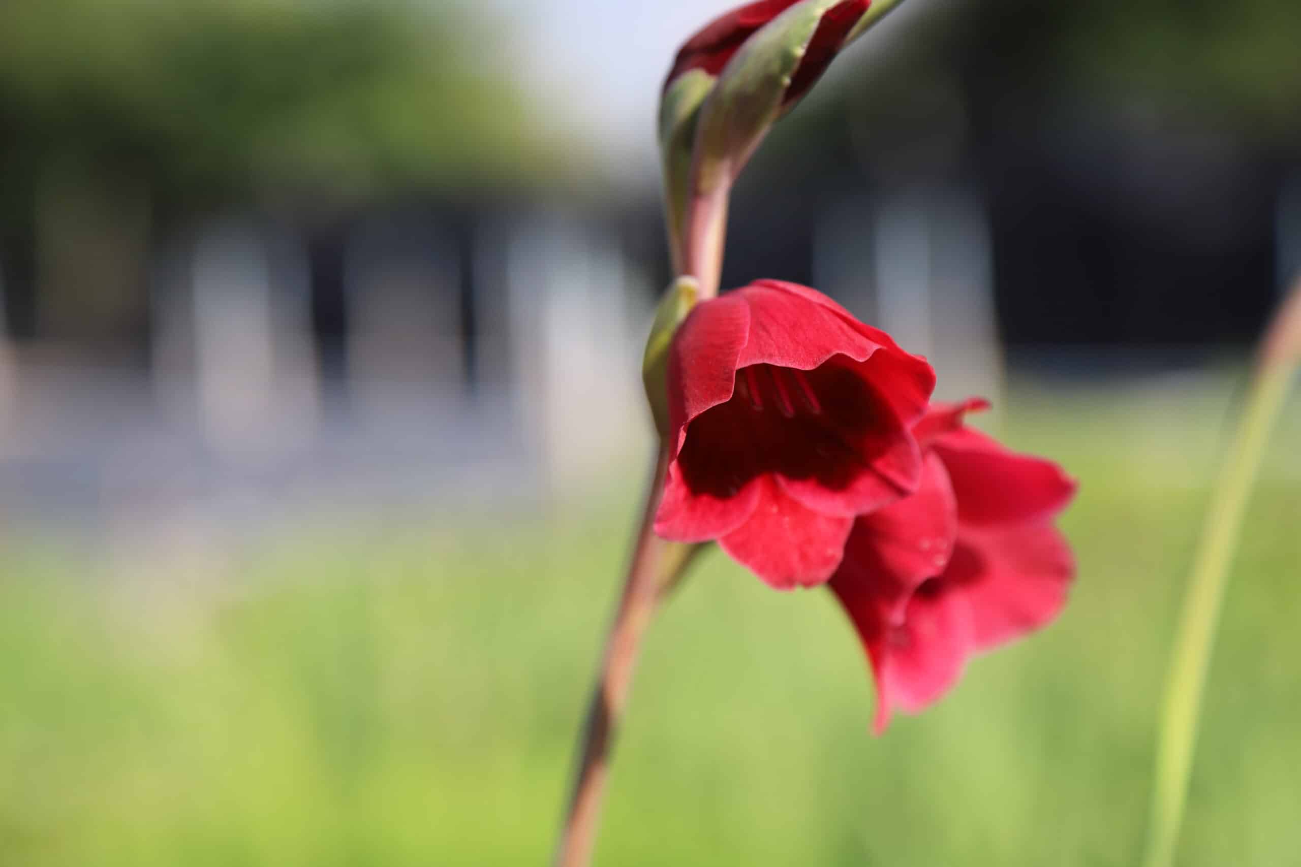 Gladiolus Papilio Ruby - Image 2
