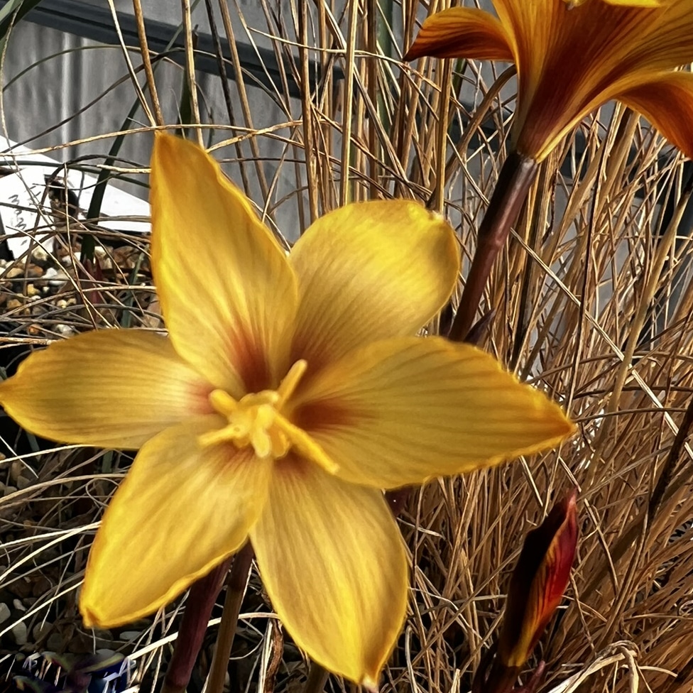 Habranthus tubispathus var texensis - Image 2