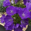 Campanula carpatica 'Blue Uniform'
