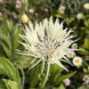 Centaurea cheiranthifolia - Image 8