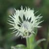 Centaurea cheiranthifolia