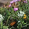 Centaurea cheiranthifolia - Image 5