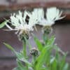 Centaurea cheiranthifolia - Image 4
