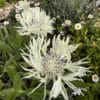 Centaurea cheiranthifolia - Image 7