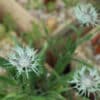 Centaurea cheiranthifolia - Image 6