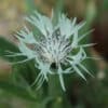 Centaurea cheiranthifolia - Image 3