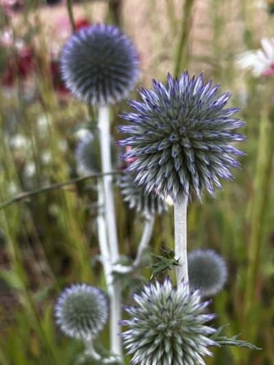 Echinops Ritro Ssp Ruthenicus Platinum Blue Darcy And Everest