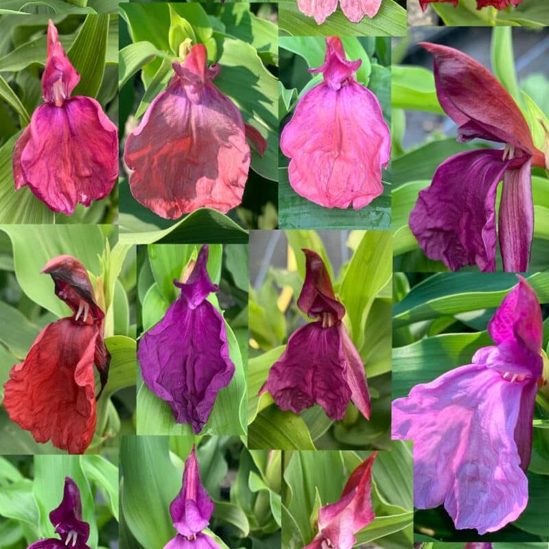 Roscoea purpurea Darcies Hybrids