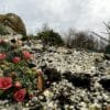 Saxifraga Peach Melba - Image 3