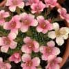 Saxifraga Peach Melba - Image 2