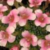 Saxifraga Peach Melba