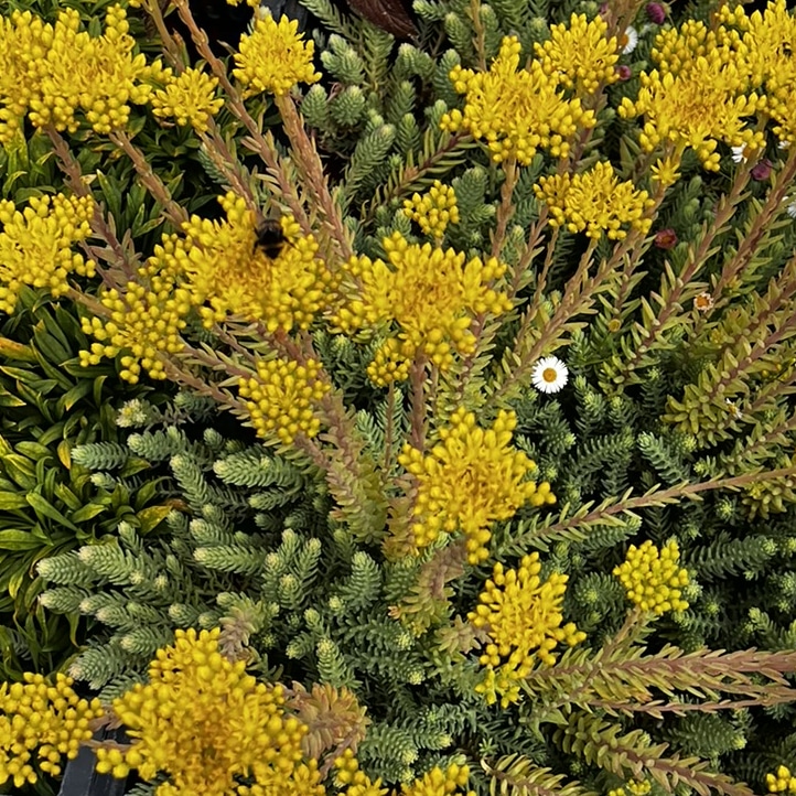 Sedum reflexum (Petrosedum rupestre)