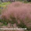 Muhlenbergia reverchonii 'Undaunted'