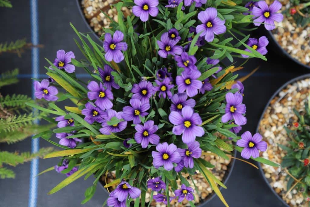 Sisyrinchium Sapphire - D'arcy and Everest