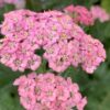 Achillea 'Alfie'