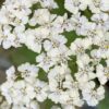 Achillea 'Connor'