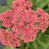 Achillea 'Ethan'