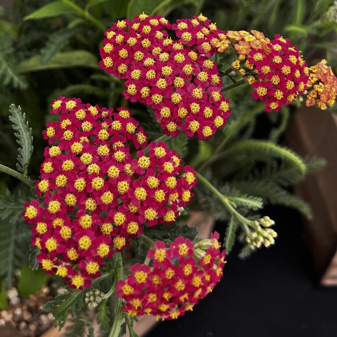 Achillea 'Arthur'