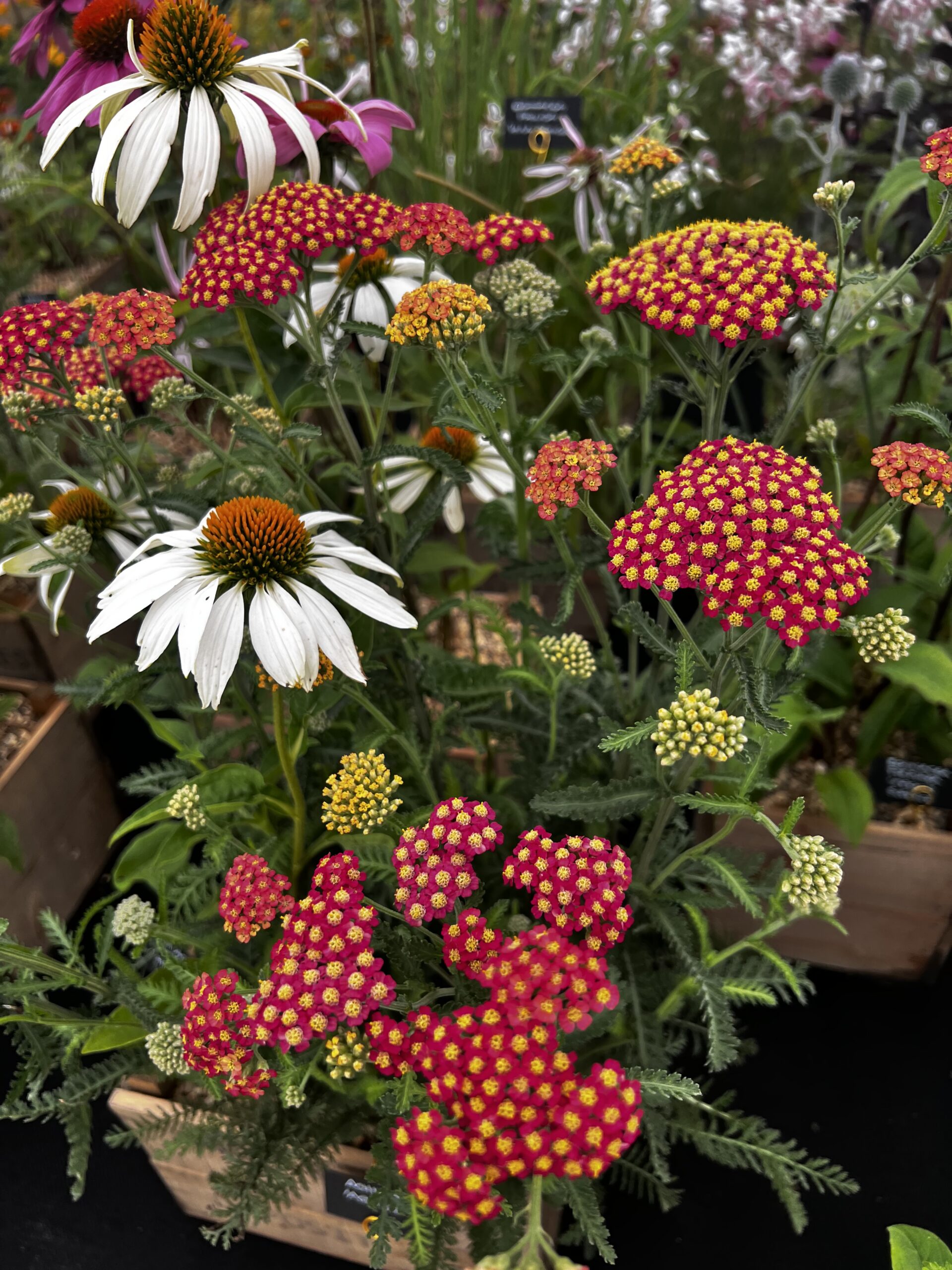 Achillea 'Arthur' - Image 2