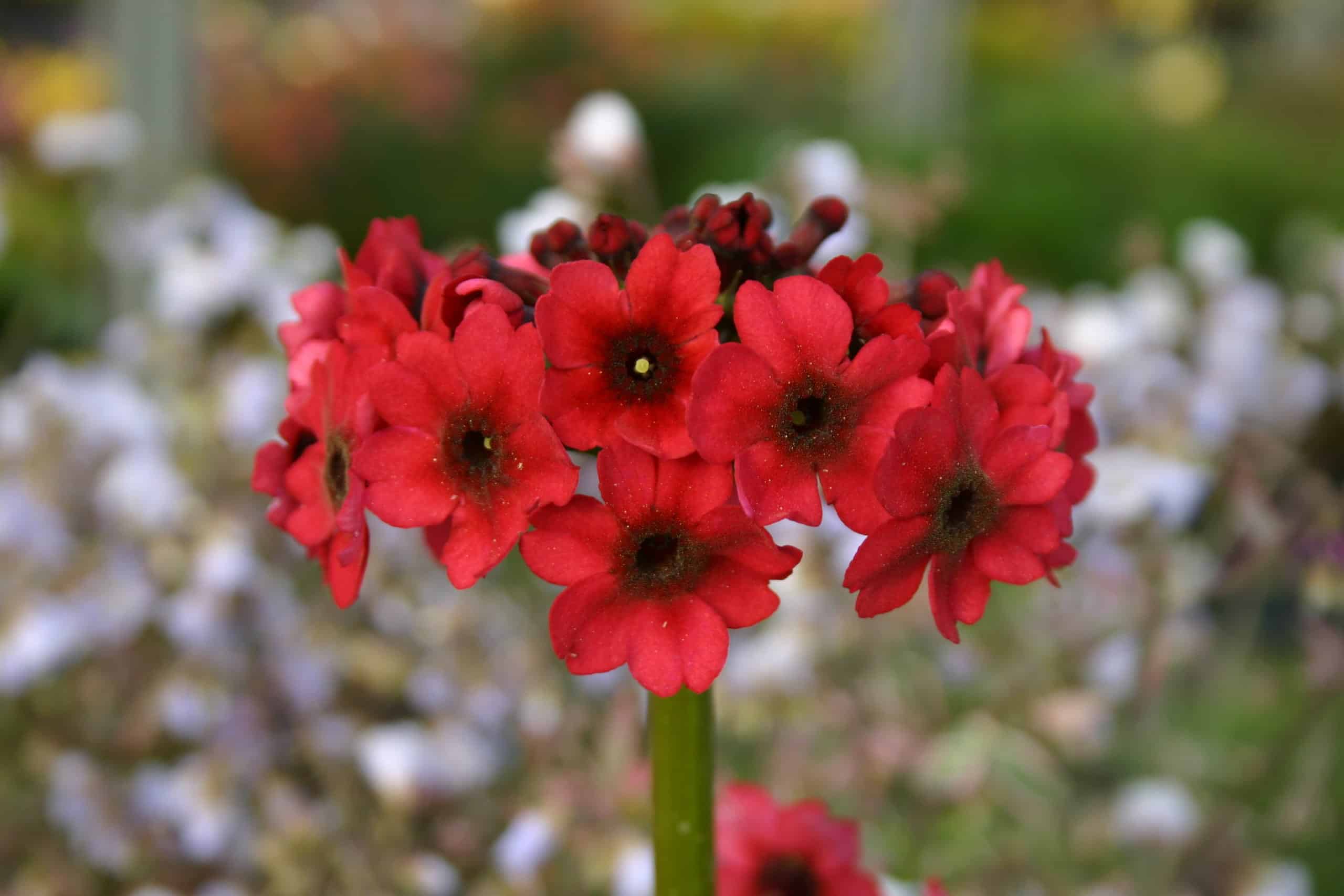 Primula japonica deals