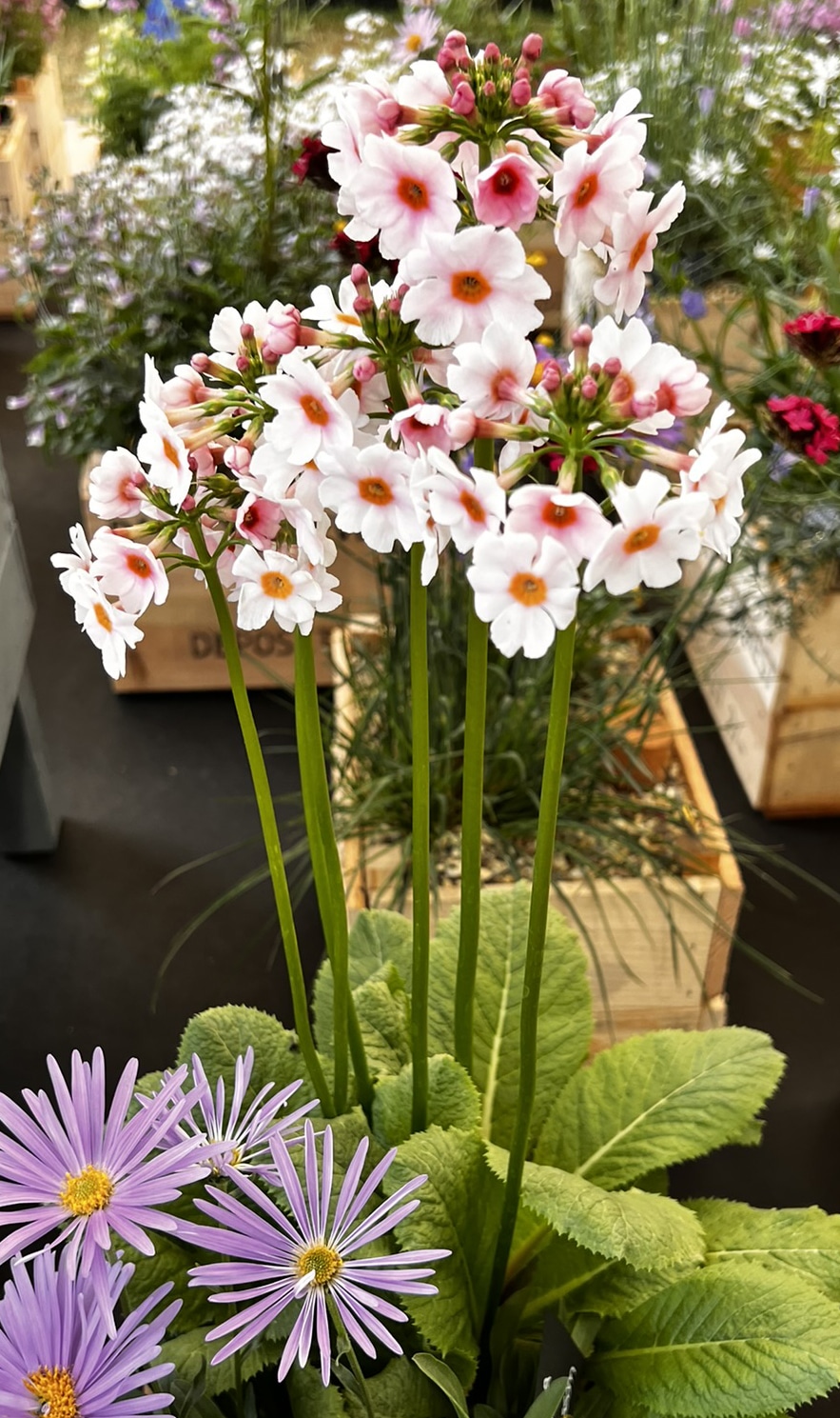 Primula japonica 'Apple Blossom' - Image 2