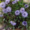 Globularia cordifolia