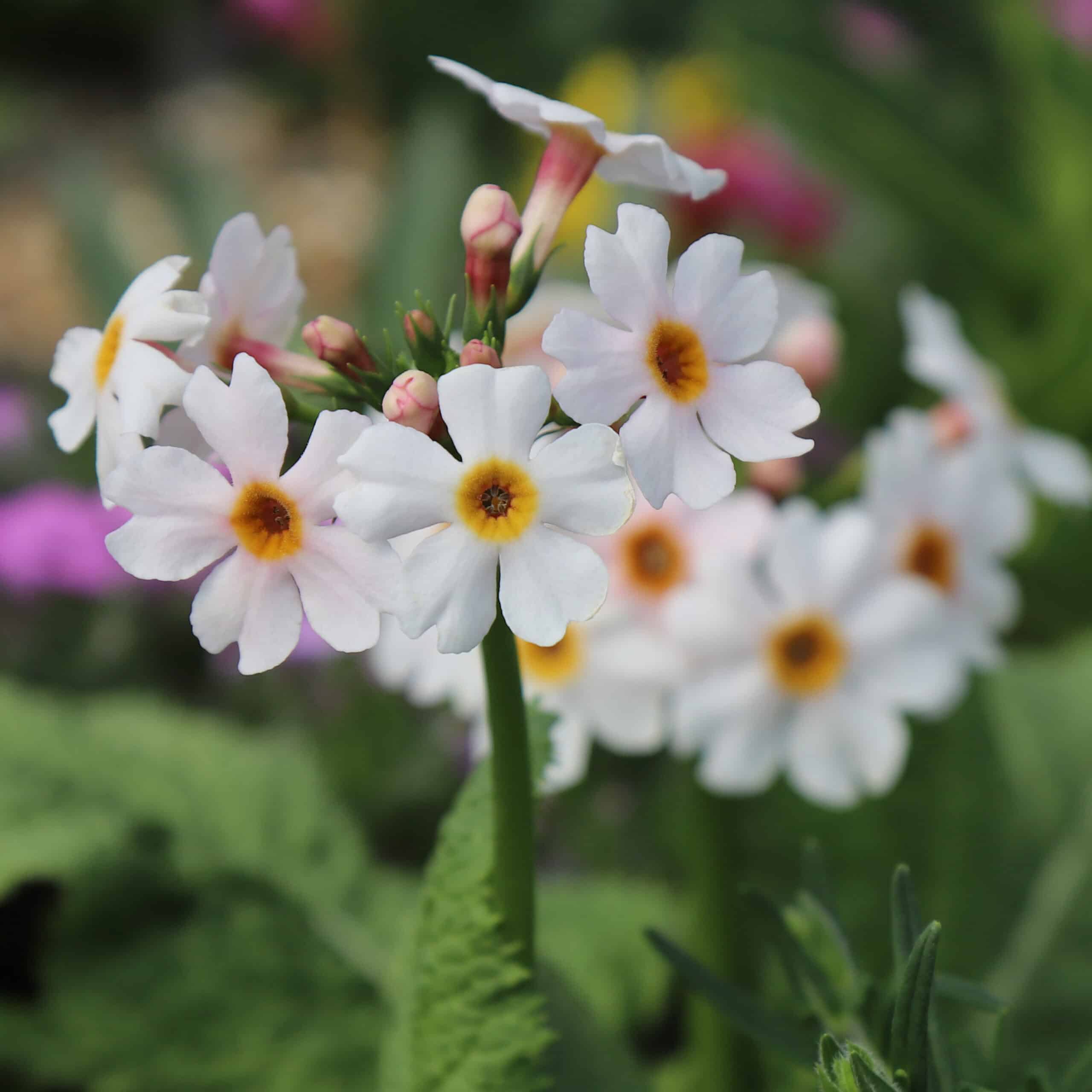 Primula japonica 'Apple Blossom' - Image 5