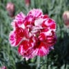Dianthus 'Whatfield Gem' (PBR) - Image 2