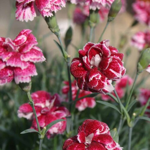 Dianthus 'Whatfield Gem' (PBR)