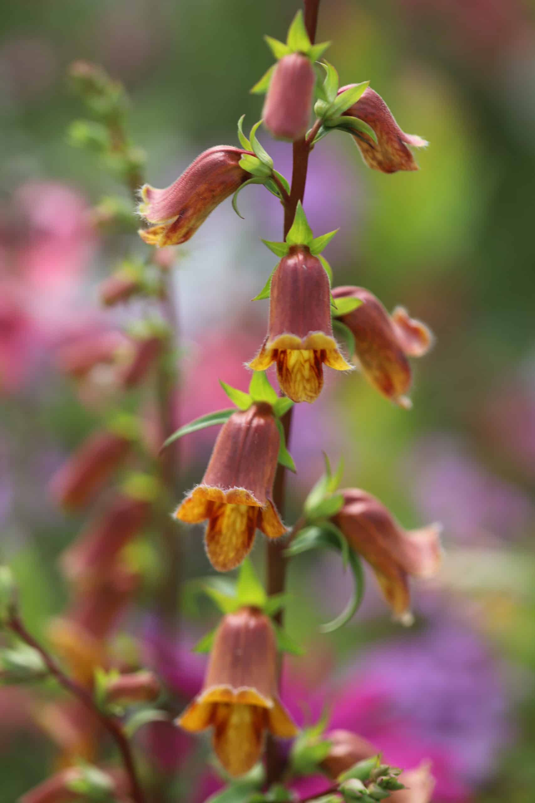 Digitalis obscura Sunset - Image 3